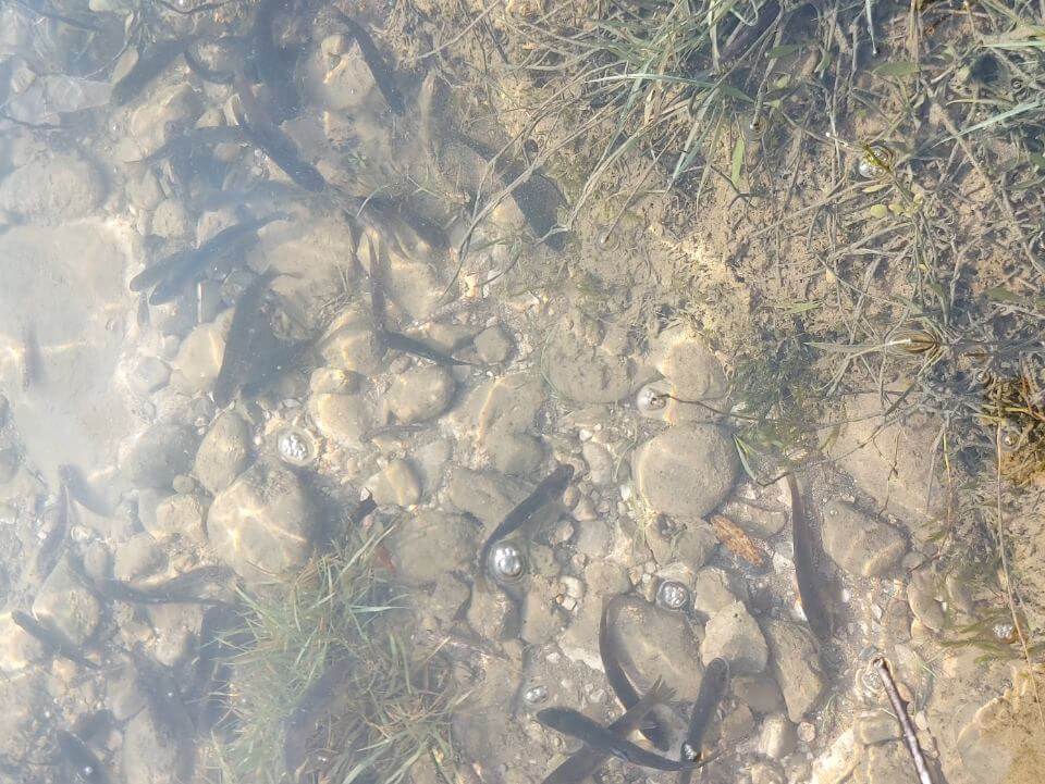 Poribljavanje Radobolje od Vrela do Balinovca