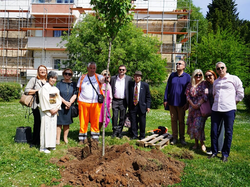 Festival japanske trešnje: U Mostaru raste više od 200 stabala tog prekrasnog drveta